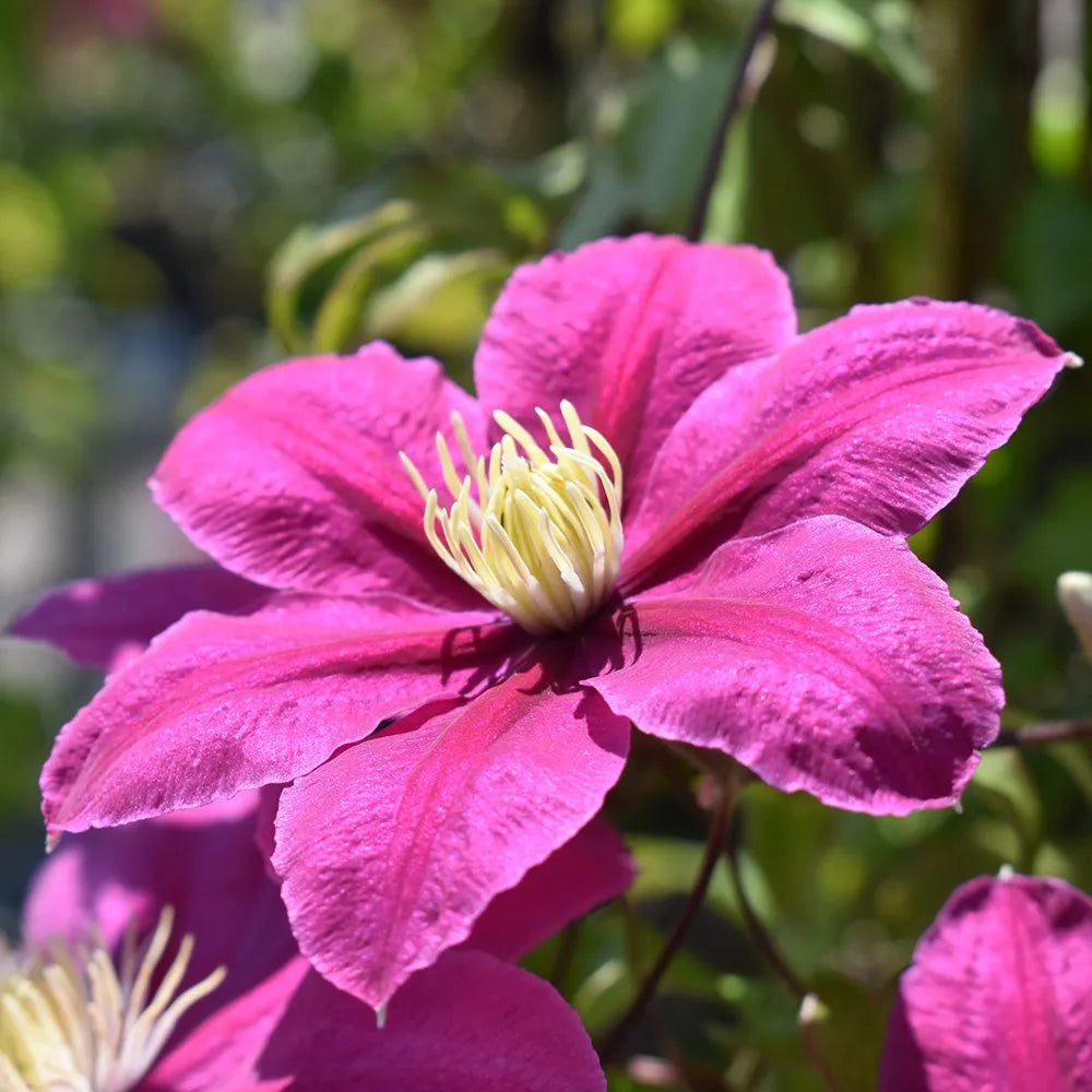 Deep Pink Clematis Flower seeds for Planting - Drought Tolerant, Heirloom & GMO Free Seeds for Home Garden