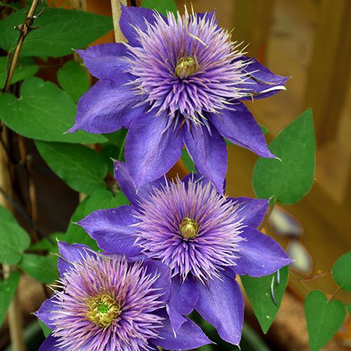 Clematis Blue Flower seeds for Planting - Colorful Display, Heirloom & GMO Free Seeds for Home Garden