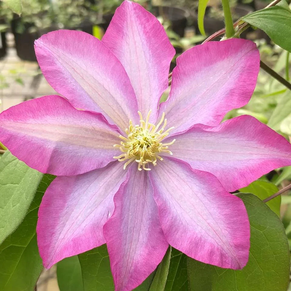 Clematis Montana Flower seeds for Planting - Easy to Grow, Heirloom & GMO Free Seeds for Home Garden