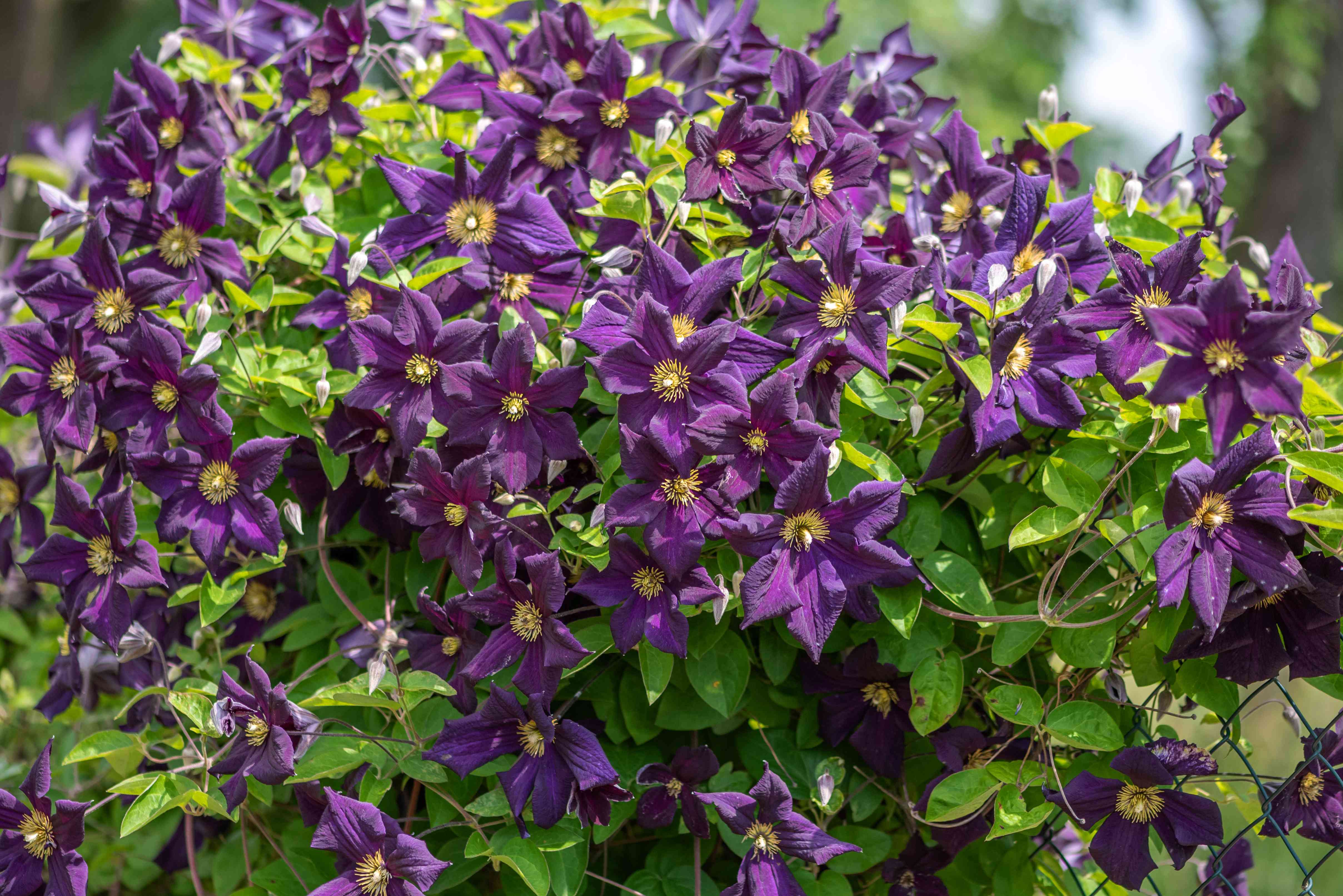 Clematis Seedlings Ready for Garden Planting