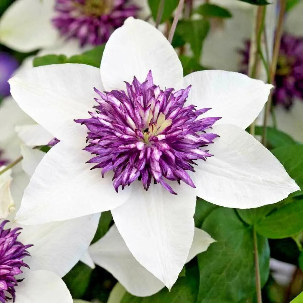 Clematis Seedlings Growing in Pots