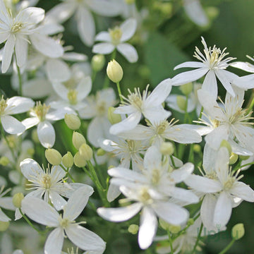 White Clematis Flower seeds for Planting - Compact Growth, Heirloom & GMO Free Seeds for Home Garden