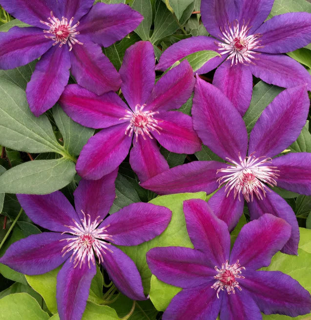 Clematis Red Purple Flower seeds for Planting - Cottage Garden Essential, Heirloom & GMO Free Seeds for Home Garden