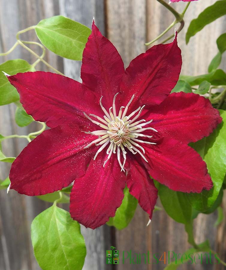 Dark Pink Clematis Flower Seeds Flower seeds for Planting Shade Tolerant Heirloom & GMO Free Seeds for Home Garden