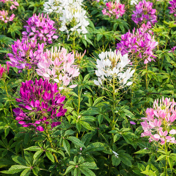 Cleome Flower Seeds – Organic Non-GMO Spider Flower for Summer Gardens
