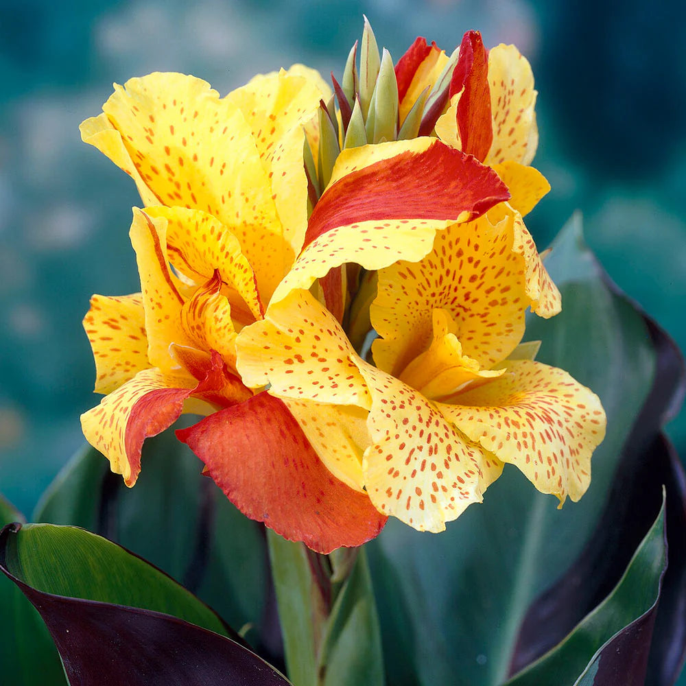 Cleopatra Flower seeds for Planting - Seasonal Bloomer, Heirloom & GMO Free Seeds for Home Garden