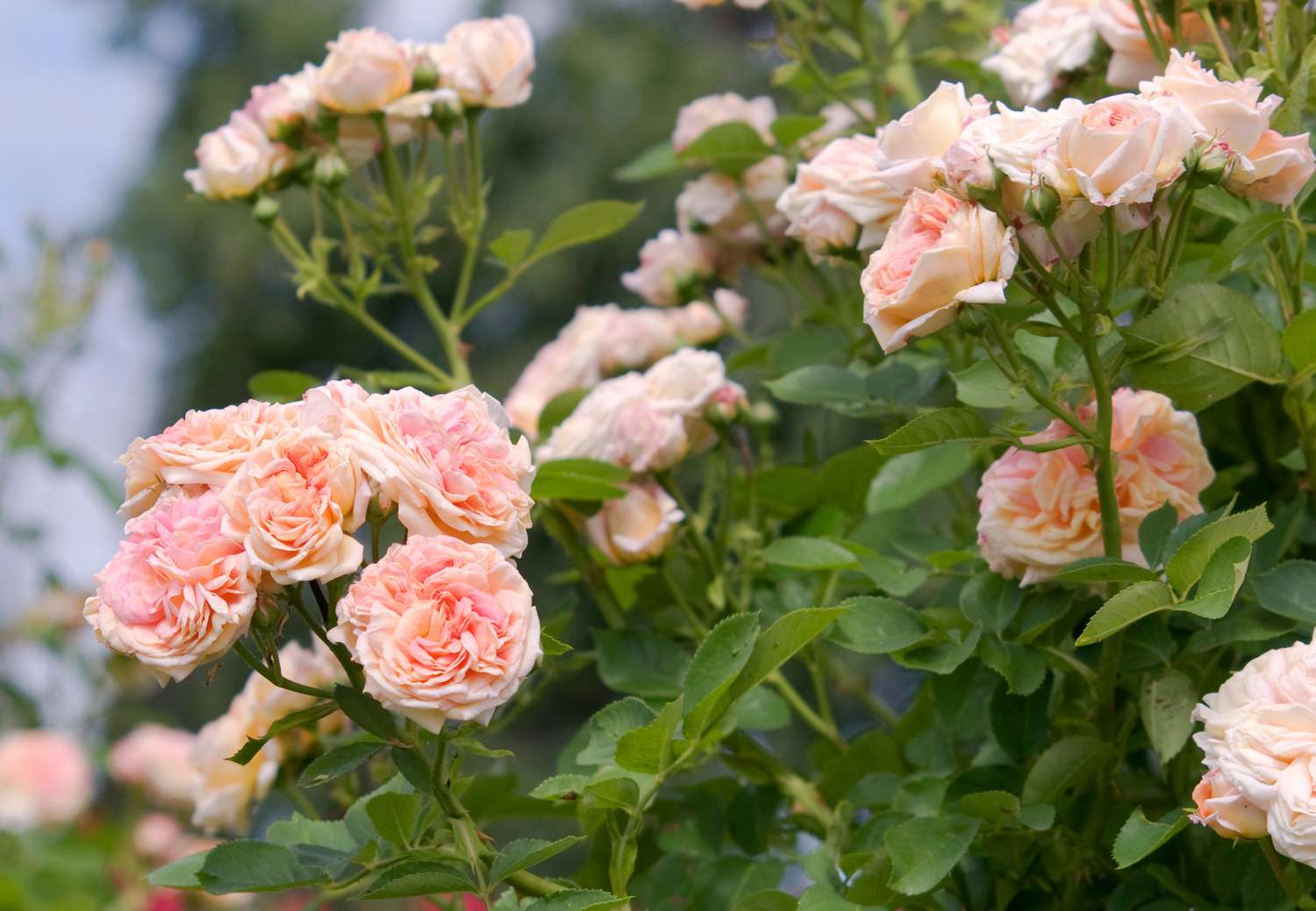 Light Pink Climbing Rose Seeds Flower seeds for Planting Fragrant Blossoms Heirloom & GMO Free Seeds for Home Garden