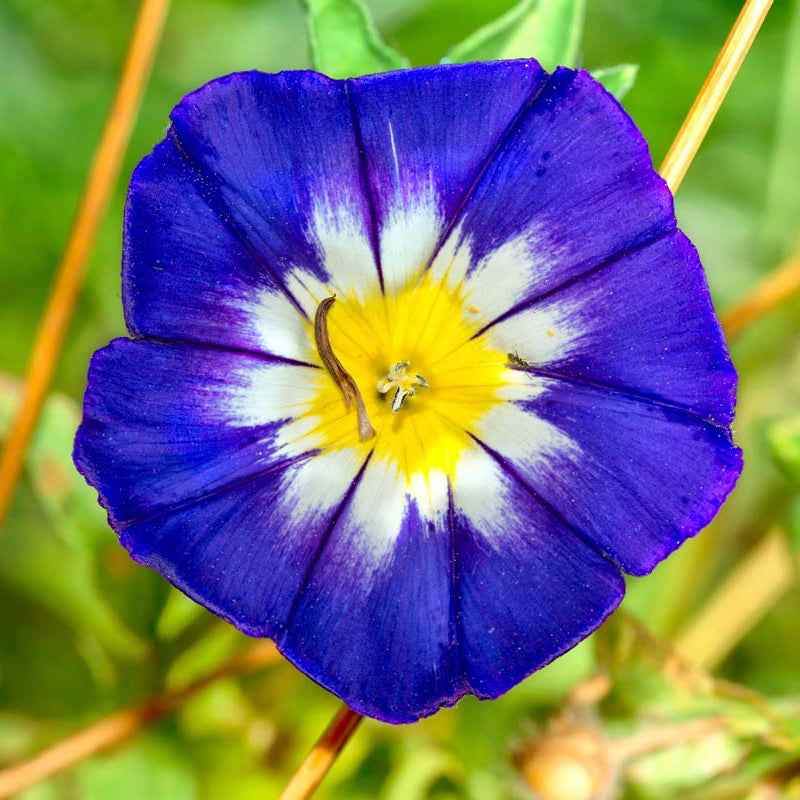Organic Morning Glory Plant Seeds – Colorful Flowers for Fences & Trellises