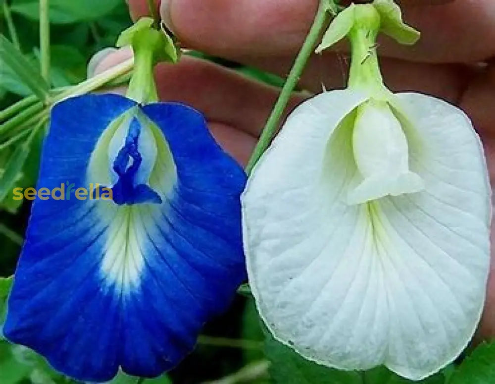 Clitoria Flower Seeds For Planting - White Blooms Plant Seeds