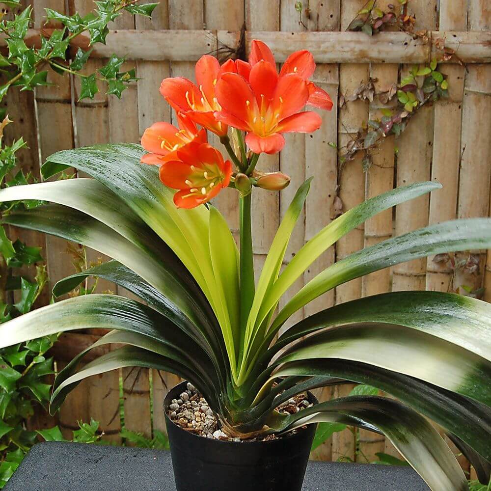 Mixed Clivia Flower Seeds for Planting - Vibrant Perennial Blooms