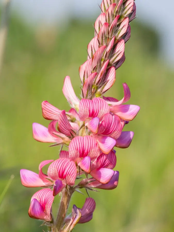 Heirloom Sainfoin Flower seeds for Planting - Pollinator Friendly, Heirloom & GMO Free Seeds for Home Garden