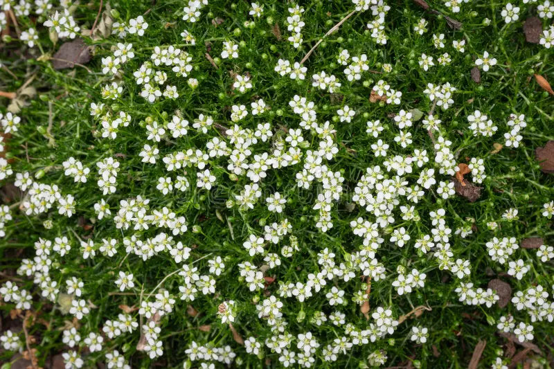 White Sagina Subulata Flower seeds for Planting - Wildflower Mix, Heirloom & GMO Free Seeds for Home Garden