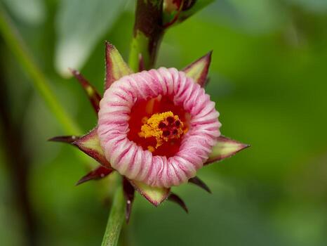 Roselle Hibiscus Sabdariffa Flower seeds for Planting - Cut Flower Favorite, Heirloom & GMO Free Seeds for Home Garden