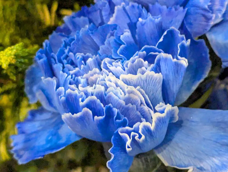 White Blue Dianthus Caryophyllus Flower Seeds for Planting Perfect for Borders Heirloom & GMO Free Seeds for Home Garden
 
 Sale
