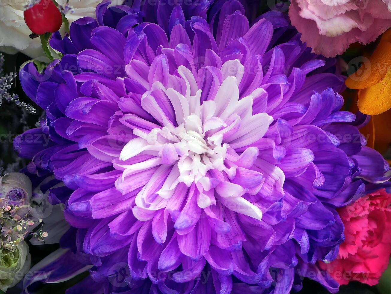 Violet White Chrysanthemum Flower Seeds for Planting – Heirloom, Non-GMO, Bright Bloom Garden Seeds
