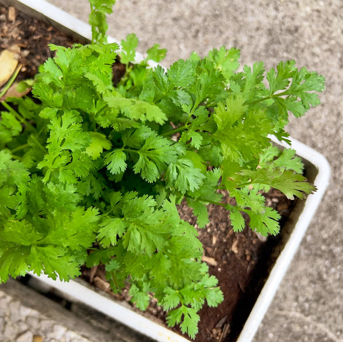 Green Coriander Seeds for Vegetable Planting