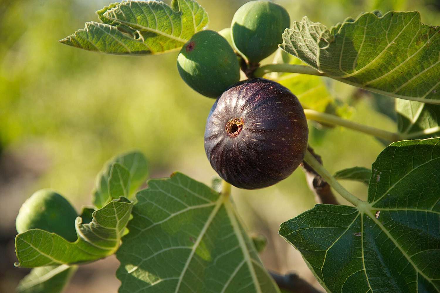 Close-up of mixed fig seeds for planting seeds | Premium mixed fig seeds for planting seed packet for planting | Young mixed fig seeds for planting seedlings growing in containers | Healthy mixed fig seeds for planting tree growing in home garden | Mixed Fig Seeds for Planting for home garden planting