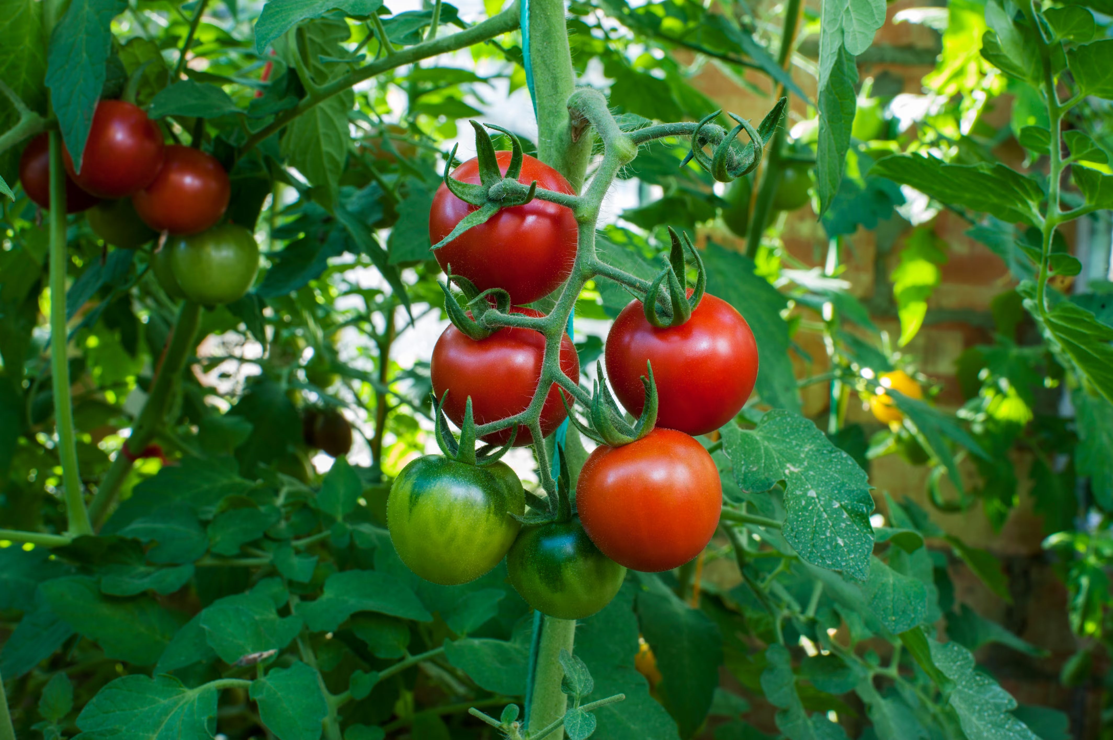 Red Bell Tomato Vegetable Seeds  Perfect for Home Growing
