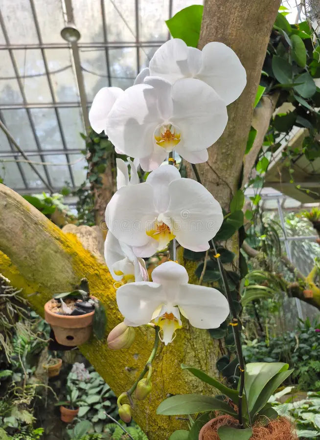 Phalaenopsis Orchid Flower seeds for Planting - Bright Blooms, Heirloom & GMO Free Seeds for Home Garden