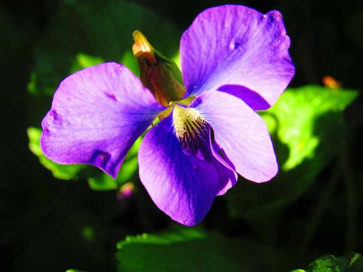 African Violet Delosperma Flower seeds for Planting - Hardy Variety, Heirloom & GMO Free Seeds for Home Garden