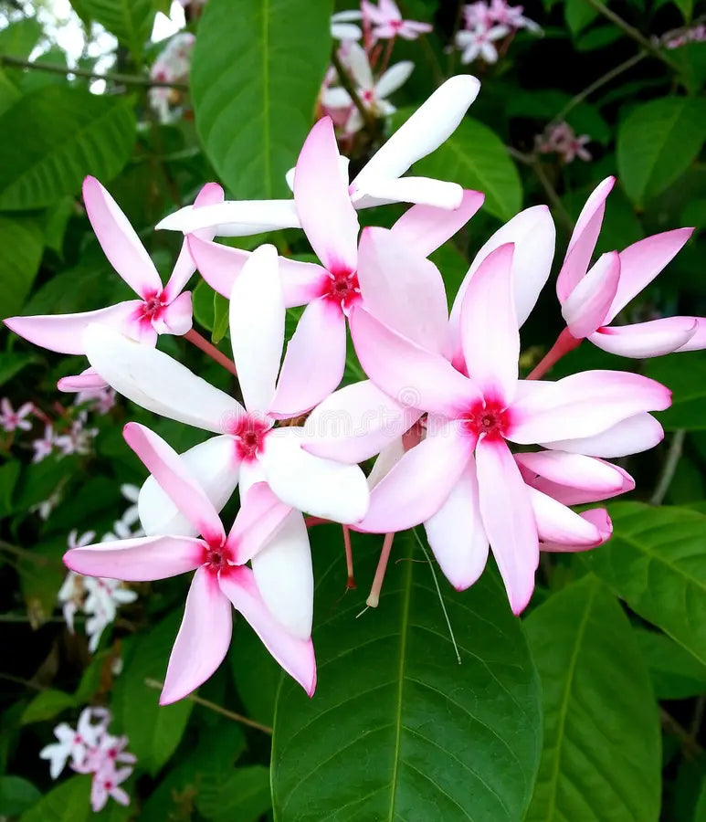 Light Pink Gardenia Flower Seeds for Planting Fragrant Blossoms Heirloom & GMO Free Seeds for Home Garden
 
 Sale