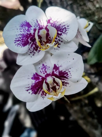 White Purple Phalaenopsis Orchid Flower seeds for Planting - Sun Loving, Heirloom & GMO Free Seeds for Home Garden