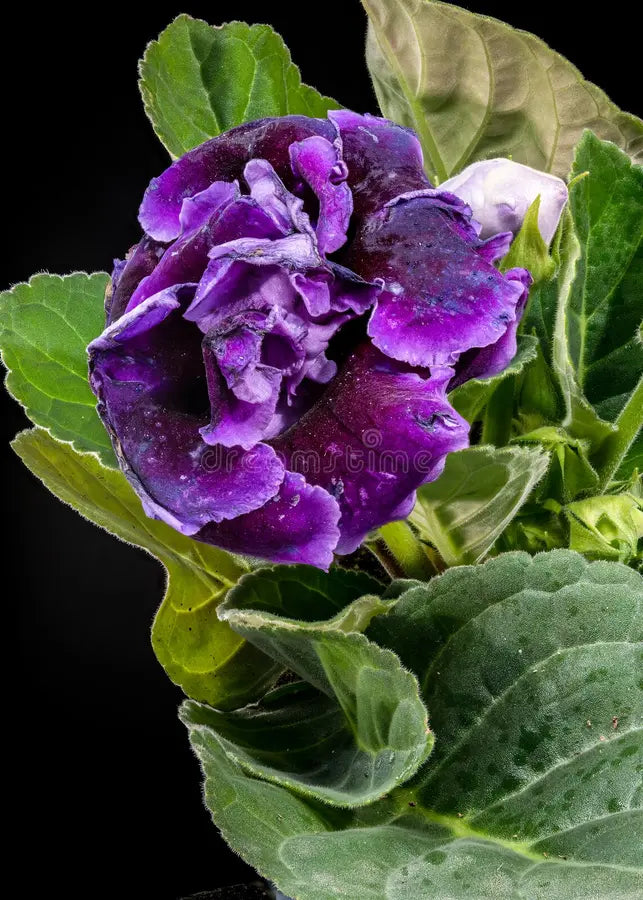 Dark Purple Gloxinia Flower seeds for Planting - Premium Quality, Heirloom & GMO Free Seeds for Home Garden