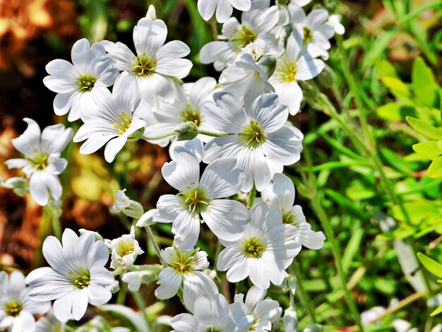 White & Yellow Primula Malacoides Flower seeds for Planting - Seasonal Bloomer, Heirloom & GMO Free Seeds for Home Garde