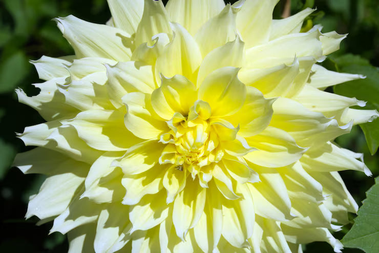 Light Yellow Dahlia Flower Seeds for Planting Long Bloom Season Heirloom & GMO Free Seeds for Home Garden
 
 Sale