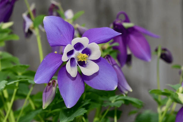 Aquilegia Flower seeds for Planting - Colorful Display, Heirloom & GMO Free Seeds for Home Garden