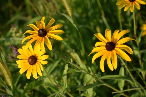 Yellow Rudbeckia Triloba Flower seeds for Planting - Long Bloom Season, Heirloom & GMO Free Seeds for Home Garden
