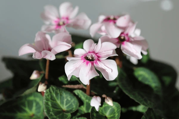 Light Green Cyclamen Flower seeds for Planting - Seasonal Bloomer, Heirloom & GMO Free Seeds for Home Garden