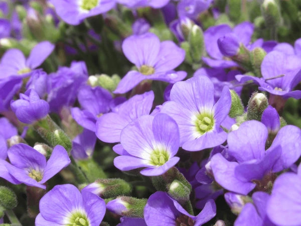 Lavender Aubrieta Cultorum Flower Seeds for Planting Fragrant Blossoms Heirloom & GMO Free Seeds for Home Garden
 
 Sale