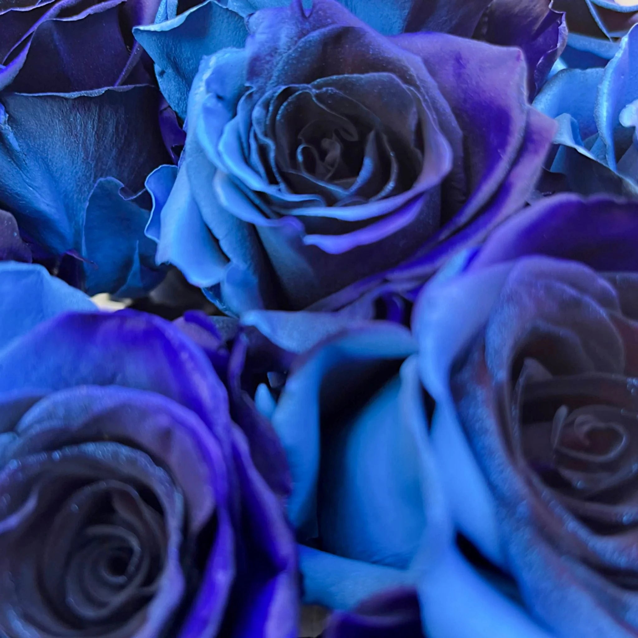 Blue Midnight Rose Seeds for Planting