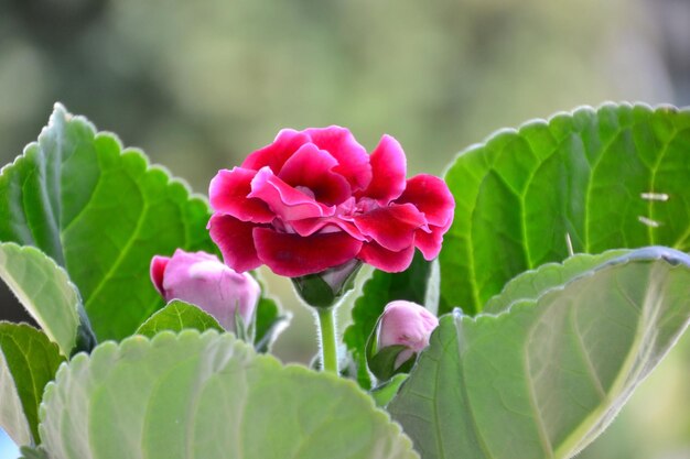 Pink Gloxinia Brocade Flower seeds for Planting - Drought Tolerant, Heirloom & GMO Free Seeds for Home Garden