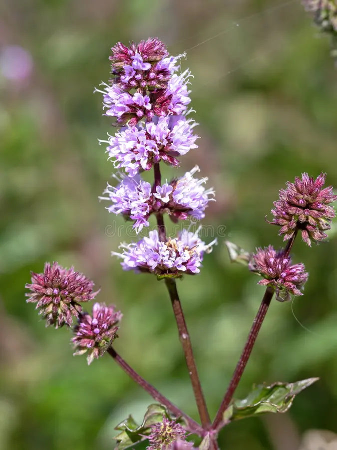 Pink United Mint Planting Seeds for Vibrant Gardens