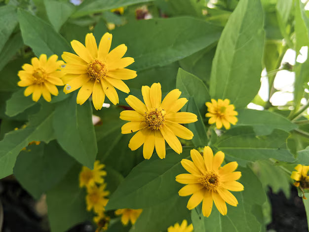 Lemmonii Flower seeds for Planting - Bright Blooms, Heirloom & GMO Free Seeds for Home Garden