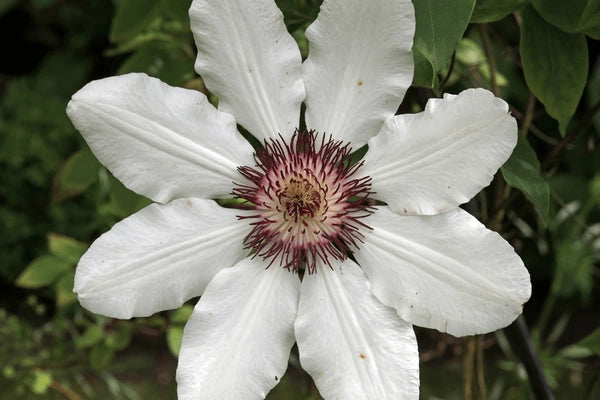 Heirloom Virginsbower Flower seeds for Planting Hardy Variety Heirloom & GMO Free Seeds for Home Garden