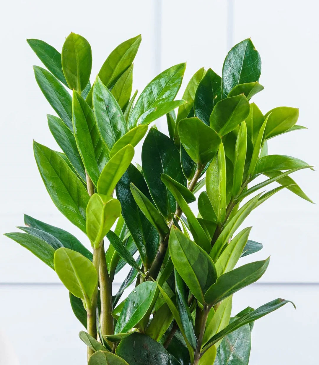 Zamioculcas Zamiifolia Plant Seeds for Planting  Seed for Thriving Indoor Greenery and Easy Care in Your Home