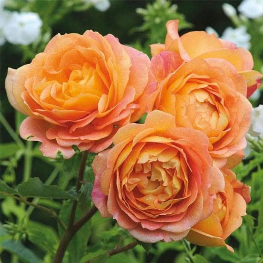 Orange Climbing Rose Flower seeds for Planting Pollinator Friendly Heirloom & GMO Free Seeds for Home Garden