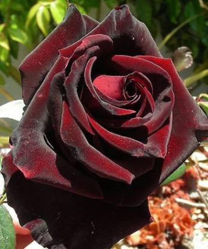 Dark Red Germany Rose Flower Seeds for Planting Heirloom NONGMO Easy to Grow Garden Blooms 
 
 Sale