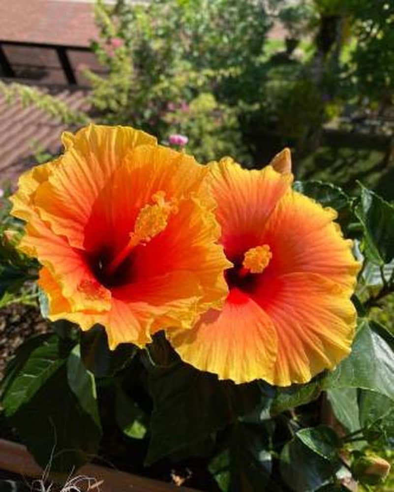 Orange Hibiscus Rosa-Sinensis Flower seeds for Planting - Cut Flower Favorite, Heirloom & GMO Free Seeds for Home Garden