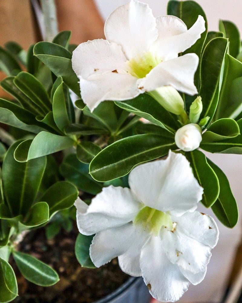 White Adenium Flower seeds for Planting - Colorful Display, Heirloom & GMO Free Seeds for Home Garden