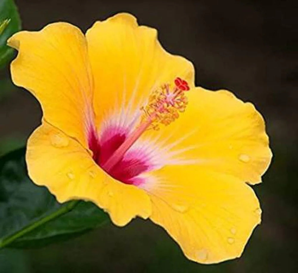 Pink Yellow Hibiscus Flower seeds for Planting - Shade Tolerant, Heirloom & GMO Free Seeds for Home Garden