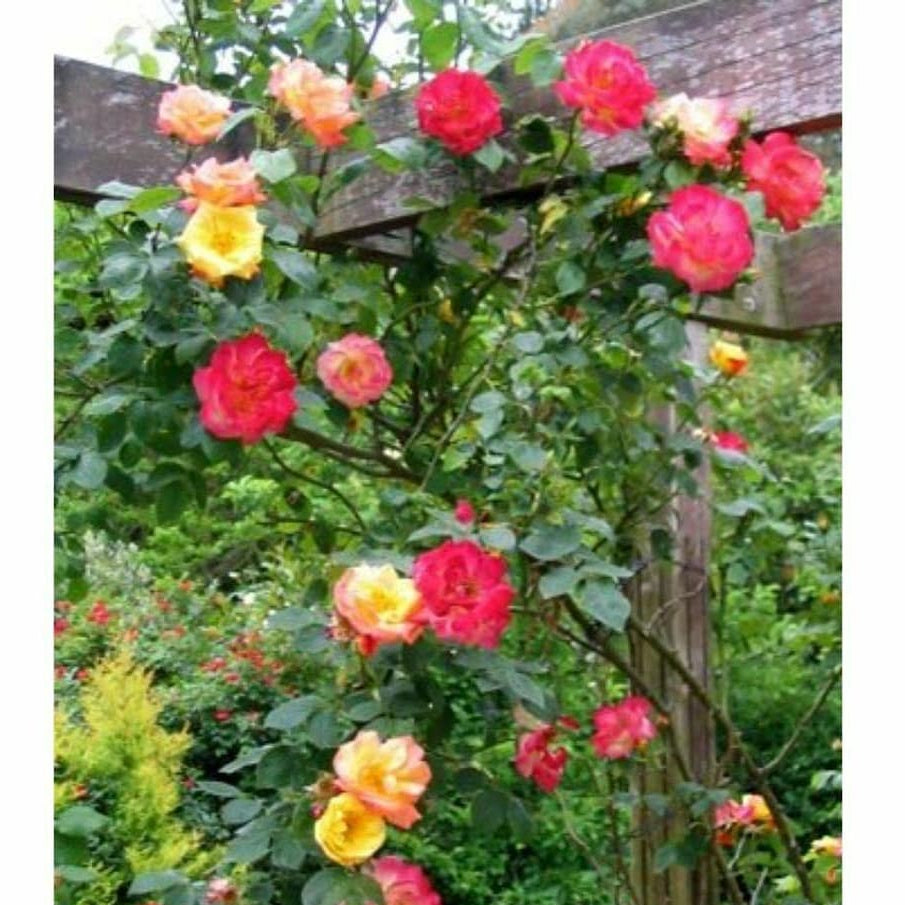 Mixed Colour Rose Tree Flower Seeds for Planting Colorful Display Heirloom & GMO Free Seeds for Home Garden
 
 Sale
