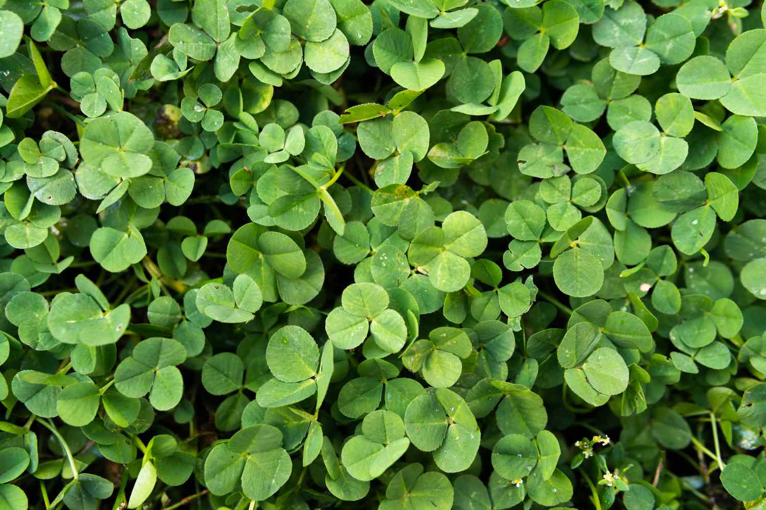 Blue Green Clover Plant Seeds for Easy Planting