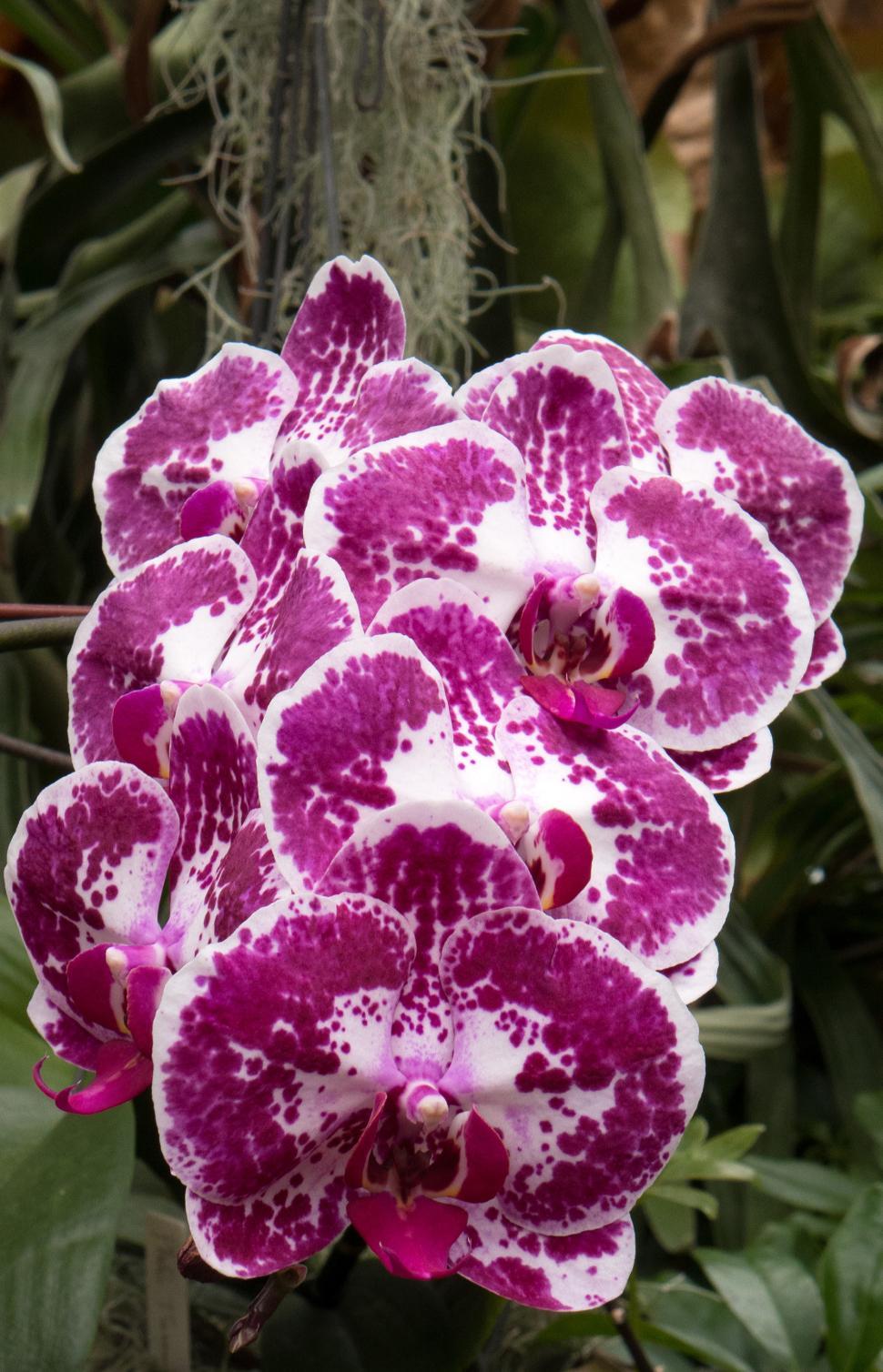 Maroon Phalaenopsis Orchid Flower seeds for Planting - Vibrant Colors, Heirloom & GMO Free Seeds for Home Garden