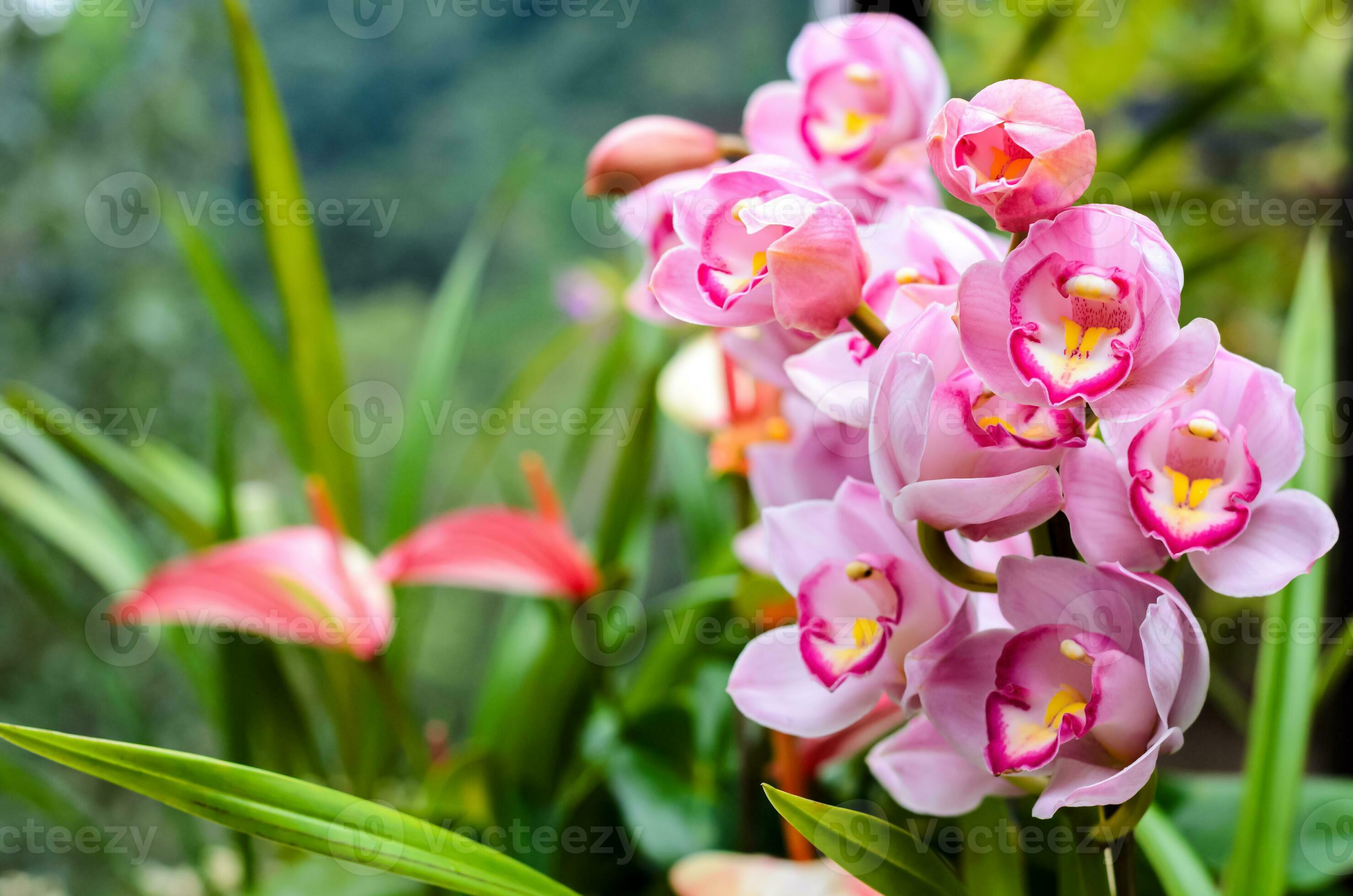 Pale Pink Phalaenopsis Orchid Flower seeds for Planting - Cut Flower Favorite, Heirloom & GMO Free Seeds for Home Garden