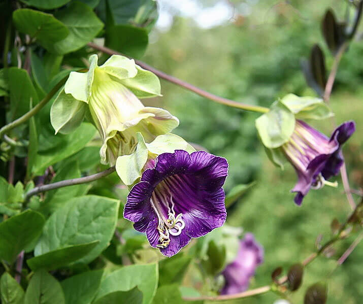 Cup & Saucer Flower seeds for Planting Wildflower Mix Heirloom & GMO Free Seeds for Home Garden