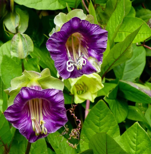 Cup & Saucer Flower seeds for Planting Wildflower Mix Heirloom & GMO Free Seeds for Home Garden